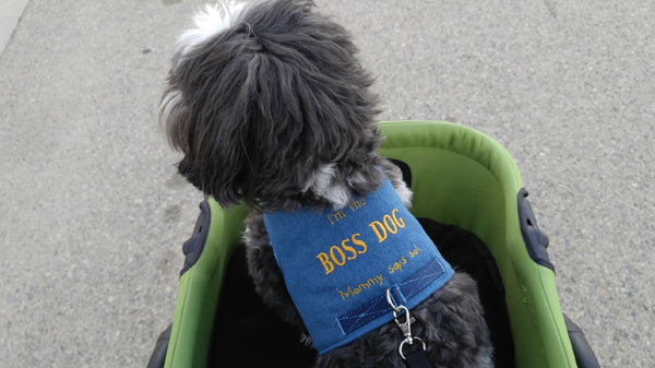 I'm The Boss Dog (Mommy/Daddy Says So) Harness